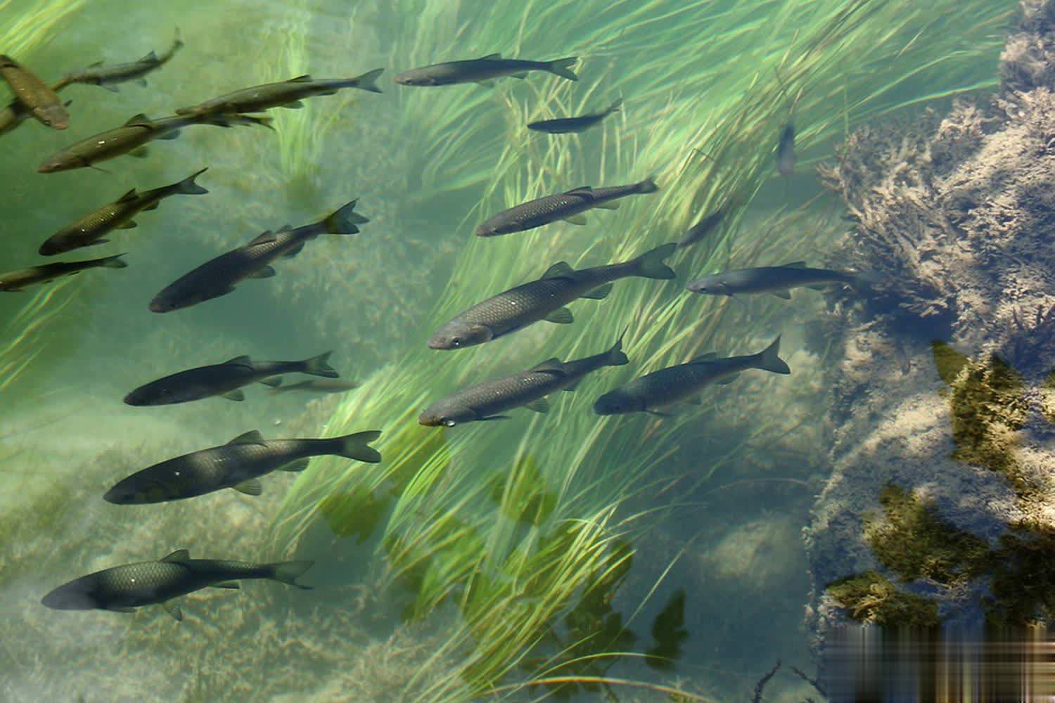 鲤鱼或者草, 散碎的小颗, AA 鲤鱼或者草, 散碎的小颗, AA